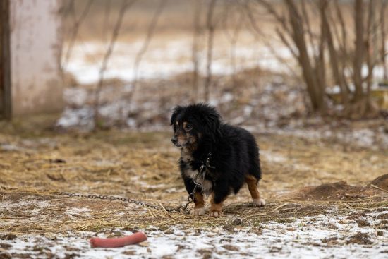 adopcja psa to wspaniała decyzja, która przynosi radość i miłość do twojego domu. oferujemy szeroką gamę uroczych psów gotowych na nowe życie. dołącz do naszej społeczności i daj szansę zwierzętom w potrzebie!