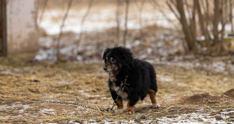 adopcja psa to wspaniała decyzja, która przynosi radość i miłość do twojego domu. oferujemy szeroką gamę uroczych psów gotowych na nowe życie. dołącz do naszej społeczności i daj szansę zwierzętom w potrzebie!