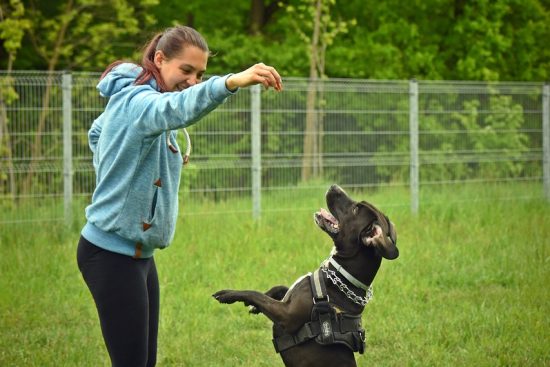 odkryj skuteczne metody szkolenia psa, które pomogą w budowaniu silnej więzi z twoim pupilem. naucz się, jak poprawić zachowanie swojego psa i zapewnić mu szczęśliwe życie.