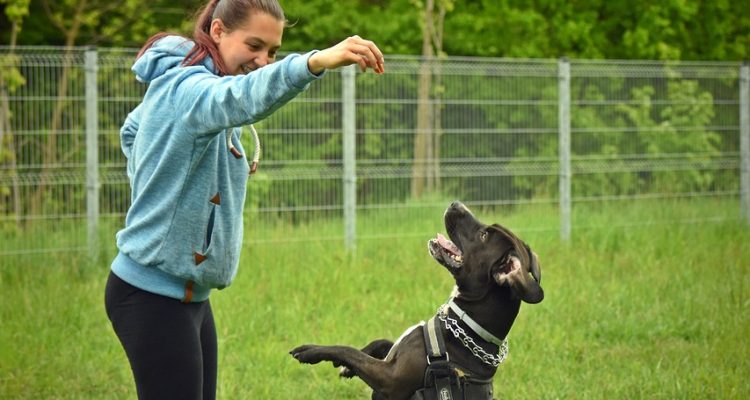 odkryj skuteczne metody szkolenia psa, które pomogą w budowaniu silnej więzi z twoim pupilem. naucz się, jak poprawić zachowanie swojego psa i zapewnić mu szczęśliwe życie.