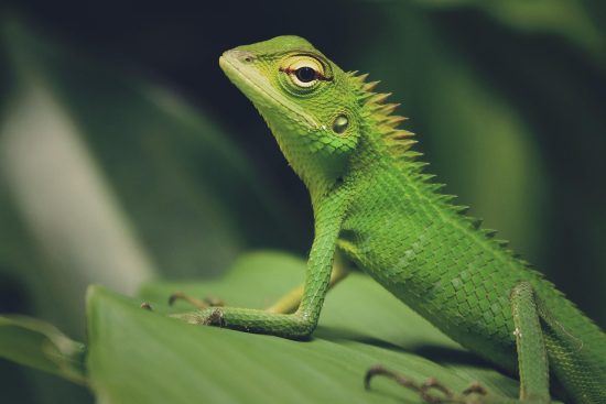 odkryj kompleksowy przewodnik dotyczący opieki nad iguanami, który pomoże ci zapewnić zdrowie i szczęście twojego pupila. dowiedz się, jak odpowiednio karmić, utrzymywać właściwe warunki życia oraz dbać o ich unikalne potrzeby.