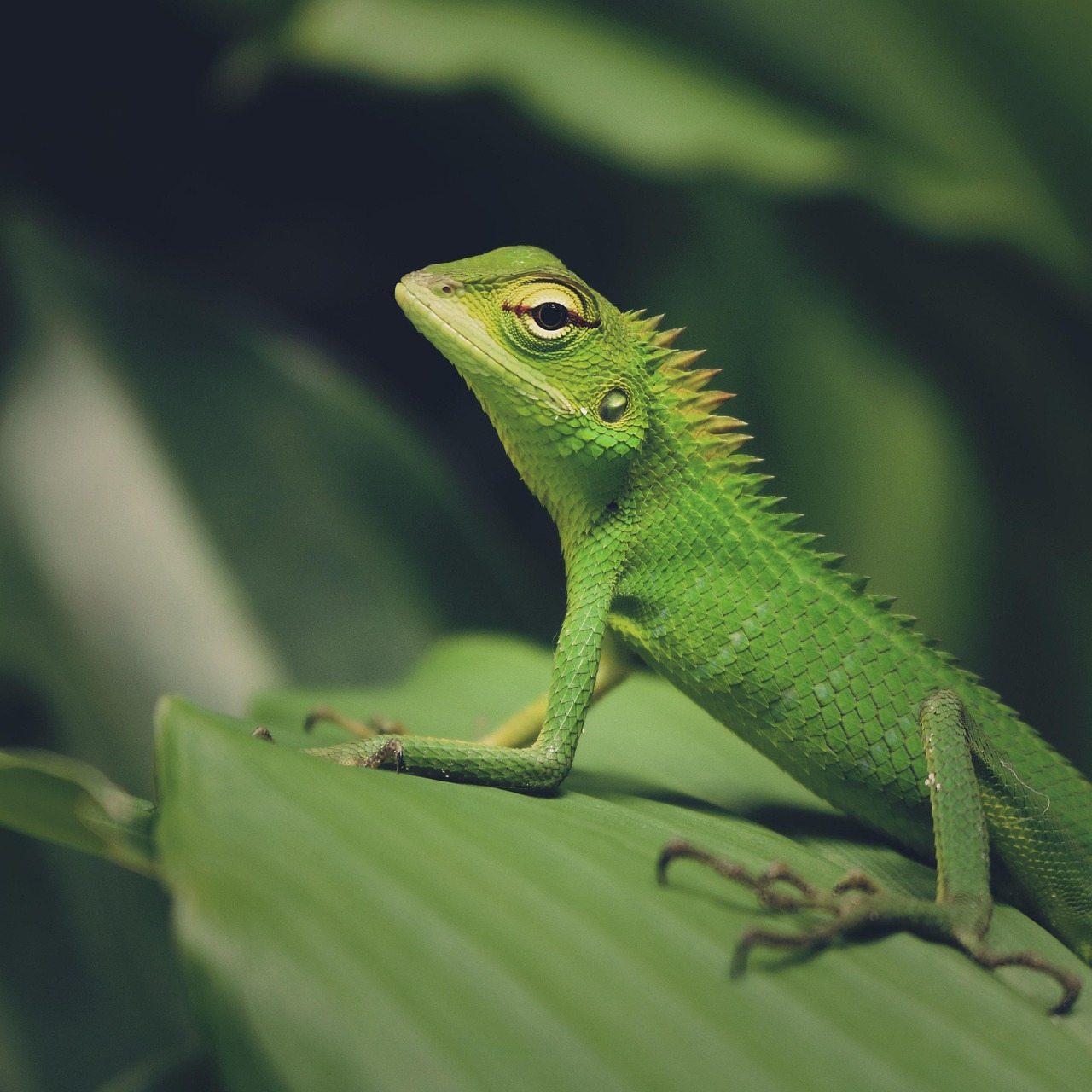 odkryj kompleksowy przewodnik dotyczący opieki nad iguanami, który pomoże ci zapewnić zdrowie i szczęście twojego pupila. dowiedz się, jak odpowiednio karmić, utrzymywać właściwe warunki życia oraz dbać o ich unikalne potrzeby.