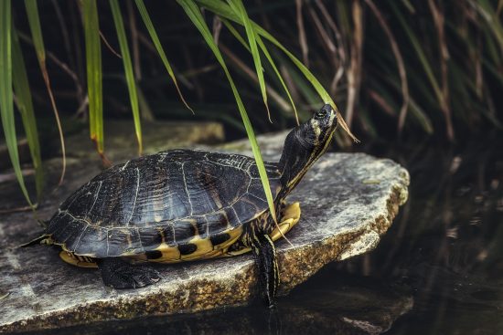 odkryj najlepsze praktyki dotyczące pielęgnacji żółwi, aby zapewnić im zdrowie i dobre samopoczucie. dowiedz się, jak odpowiednio dbać o ich siedliska, dietę i ogólne potrzeby, aby twoje żółwie były szczęśliwe i zdrowe.