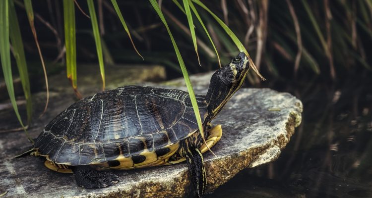 odkryj najlepsze praktyki dotyczące pielęgnacji żółwi, aby zapewnić im zdrowie i dobre samopoczucie. dowiedz się, jak odpowiednio dbać o ich siedliska, dietę i ogólne potrzeby, aby twoje żółwie były szczęśliwe i zdrowe.