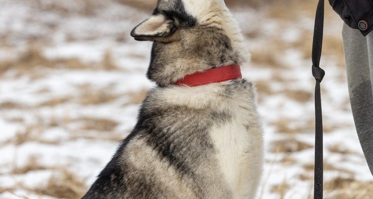 przygotowanie do adopcji zwierząt: dowiedz się, jak odpowiedzialnie przygotować się do przyjęcia nowego pupila do swojego domu, aby zapewnić mu szczęśliwe i zdrowe życie.