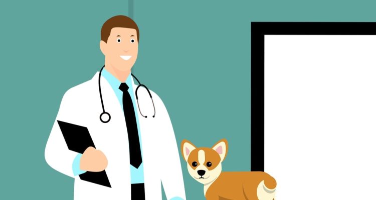 profesjonalna opieka weterynaryjna dla twojego pupila. nasza klinika weterynaryjna oferuje kompleksowe usługi zdrowotne, w tym badania, szczepienia oraz obszerną pomoc w nagłych wypadkach. zaufaj naszym doświadczonym weterynarzom, którzy zadbają o zdrowie i dobre samopoczucie twojego zwierzaka.