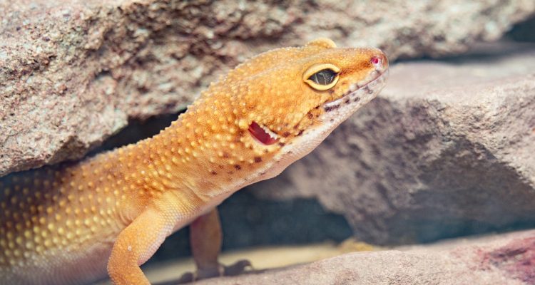 odkryj, jak dbać o zdrowie swoich gekonów! nasze porady i wskazówki pomogą ci zapewnić odpowiednie warunki życia, żywienie i pielęgnację, aby twoje gekony były szczęśliwe i zdrowe.