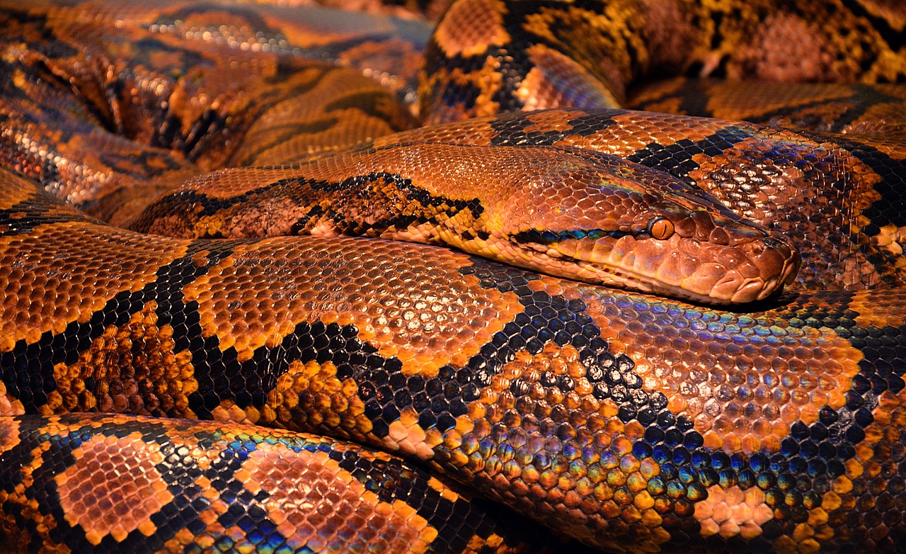 odkryj najlepsze praktyki w opiece nad wężami, w tym ich żywienie, habitat i zdrowie. dowiedz się, jak stworzyć idealne warunki dla swojego węża i zapewnić mu długie, zdrowe życie.