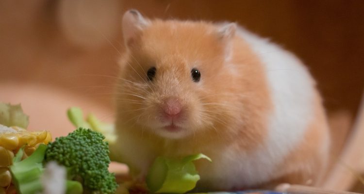 odkryj najlepsze porady dotyczące opieki nad chomikami! dowiedz się, jak zapewnić swojemu chomikowi zdrowe i szczęśliwe życie, dbając o jego dietę, klatkę oraz zabawki.