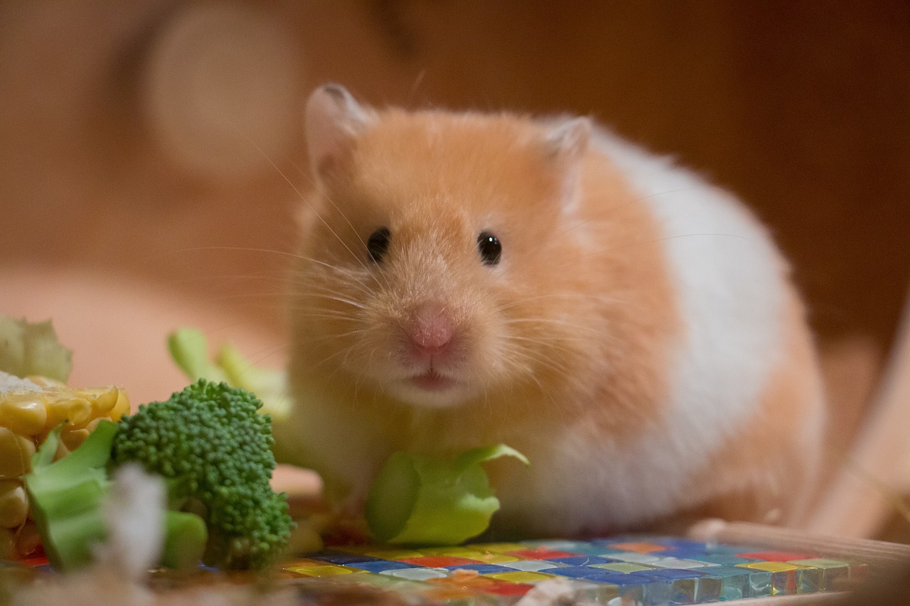 odkryj najlepsze porady dotyczące opieki nad chomikami! dowiedz się, jak zapewnić swojemu chomikowi zdrowe i szczęśliwe życie, dbając o jego dietę, klatkę oraz zabawki.