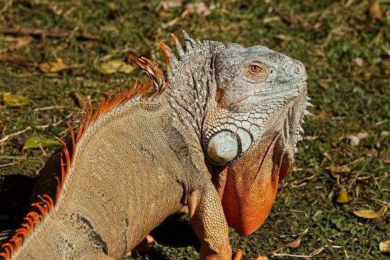 zadbaj o swojego iguana z naszym przewodnikiem po pielęgnacji! dowiedz się, jak zapewnić odpowiednie warunki, dietę i zdrowie dla swojego gada, aby cieszyć się jego towarzystwem przez wiele lat.