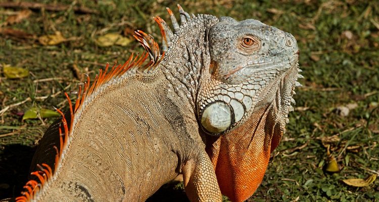 zadbaj o swojego iguana z naszym przewodnikiem po pielęgnacji! dowiedz się, jak zapewnić odpowiednie warunki, dietę i zdrowie dla swojego gada, aby cieszyć się jego towarzystwem przez wiele lat.