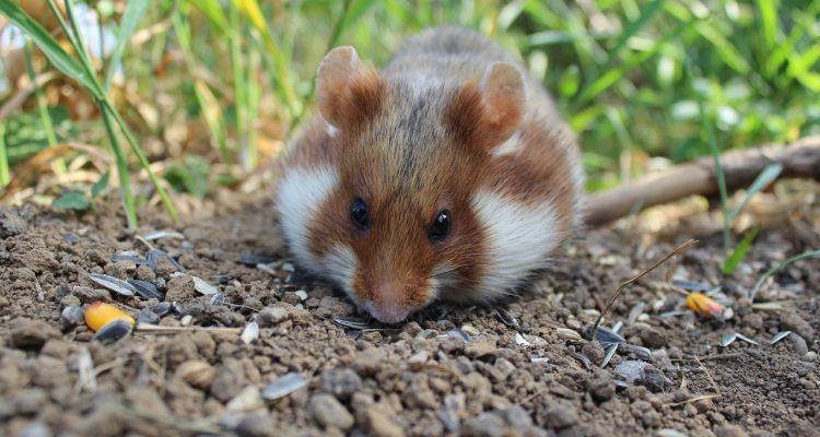 kompletny przewodnik po pielęgnacji chomików, obejmujący ich dietę, mieszkanie, zabawki oraz zdrowie. dowiedz się, jak zapewnić swojemu chomikowi szczęśliwe i zdrowe życie.