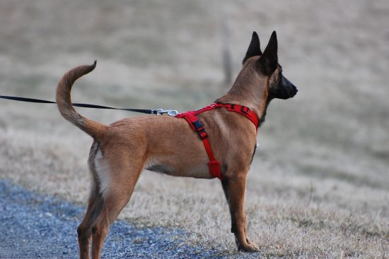 harnais pour animaux : découvrez notre gamme de harnais confortables et sécurisés pour chiens et chats. idéaux pour les promenades et les activités en plein air, nos harnais garantissent le bien-être de votre compagnon à quatre pattes.