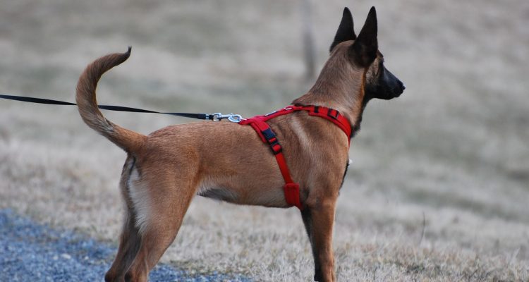 harnais pour animaux : découvrez notre gamme de harnais confortables et sécurisés pour chiens et chats. idéaux pour les promenades et les activités en plein air, nos harnais garantissent le bien-être de votre compagnon à quatre pattes.