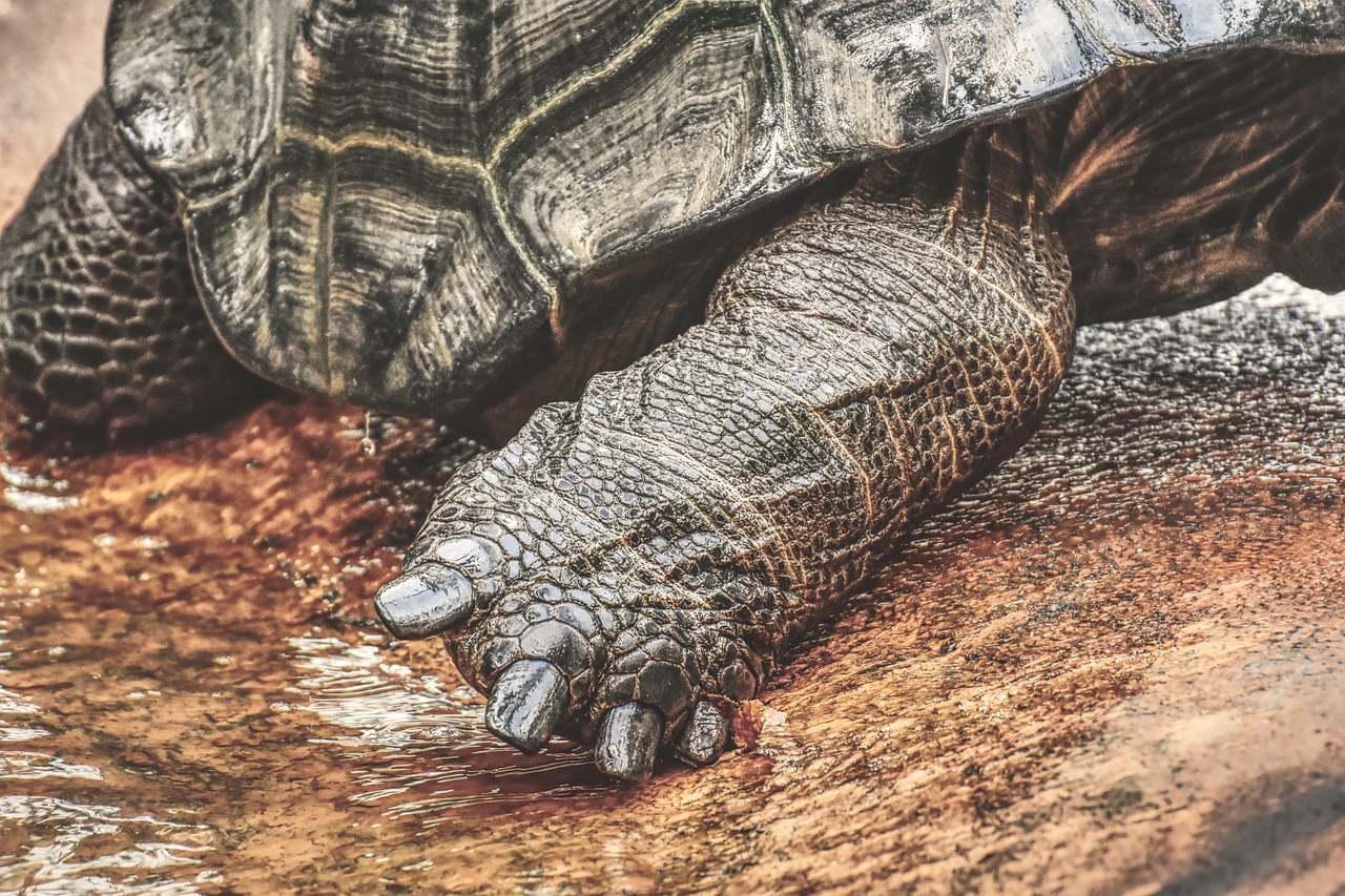 odkryj fascynujący świat żółwi! dowiedz się, jak dbać o te niezwykłe stworzenia, ich różnorodność oraz tajemnice życia w naturze. znajdź porady dotyczące hodowli i ochrony żółwi.