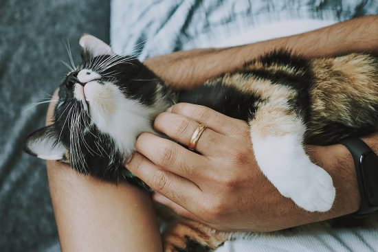 odkryj skuteczne metody opieki nad gadami! nasze porady dotyczące diety, środowiska i zdrowia pomoże ci utrzymać twoje gady w doskonałej kondycji. sprawdź, jak zapewnić im najlepsze warunki życia!