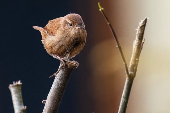 adoptez un oiseau et découvrez la joie de partager votre vie avec un compagnon à plumes. offrez un foyer aimant à un oiseau et profitez de moments de bonheur inoubliables.
