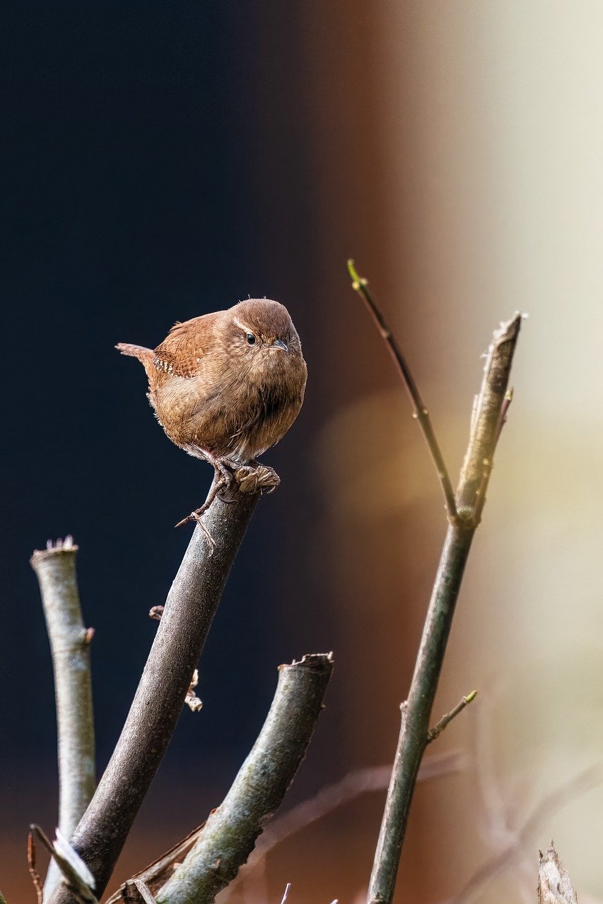 adoptez un oiseau et découvrez la joie de partager votre vie avec un compagnon à plumes. offrez un foyer aimant à un oiseau et profitez de moments de bonheur inoubliables.