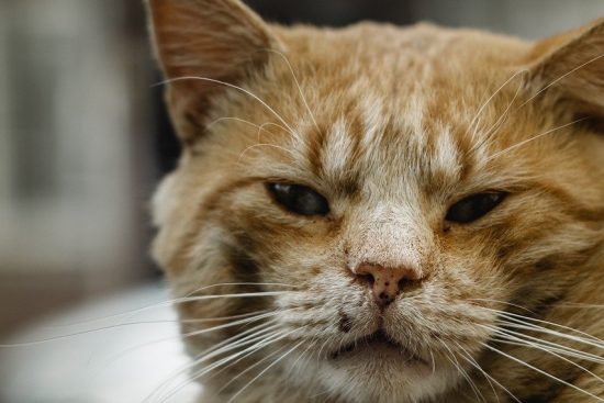 adopcja kota to wspaniały sposób na znalezienie nowego przyjaciela. dowiedz się, jak przyjąć do swojego domu uroczego pupila, który potrzebuje miłości i opieki. oferujemy wiele informacji na temat adopcji kotów, w tym porady dotyczące wyboru odpowiedniego kota oraz zalety posiadania futrzastego towarzysza.
