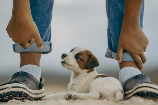 odkryj najlepsze miejsca na podróż z pupilem! przewodnik po przyjaznych dla zwierząt destynacjach, hotelach i atrakcjach, które sprawią, że twoja wspólna podróż będzie niezapomniana.