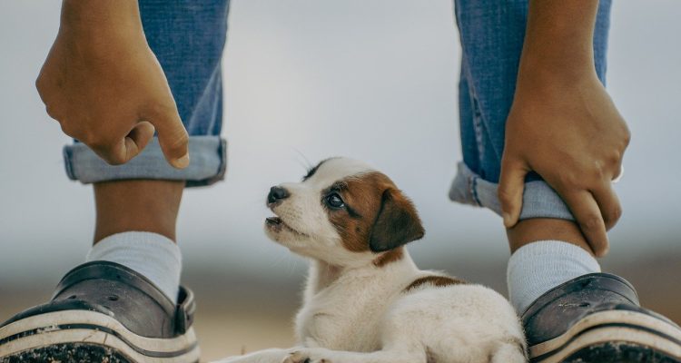 odkryj najlepsze miejsca na podróż z pupilem! przewodnik po przyjaznych dla zwierząt destynacjach, hotelach i atrakcjach, które sprawią, że twoja wspólna podróż będzie niezapomniana.