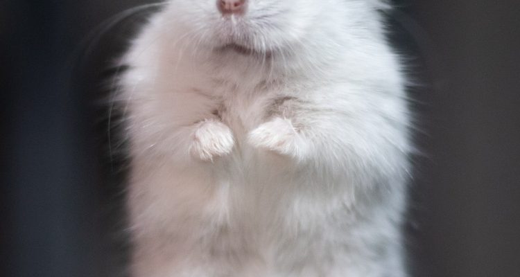 odkryj kluczowe wskazówki dotyczące pielęgnacji świnki morskiej! dowiedz się, jak zapewnić swojemu małemu przyjacielowi zdrowe i szczęśliwe życie poprzez odpowiednie żywienie, czyszczenie klatki oraz zabawę.