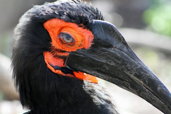 odkryj fascynujący świat ptaków dzięki birdlife. poznaj różnorodność gatunków, ich siedliska oraz znaczenie w ekosystemie. dołącz do nas w ochronie ptaków i ich naturalnych habitatów.