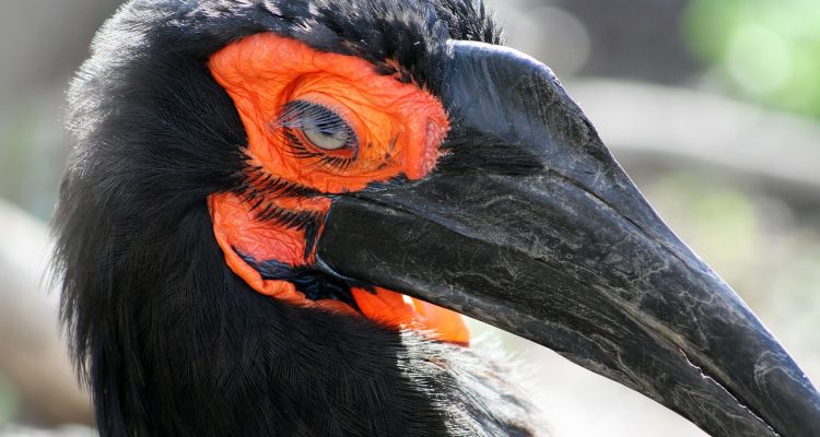 odkryj fascynujący świat ptaków dzięki birdlife. poznaj różnorodność gatunków, ich siedliska oraz znaczenie w ekosystemie. dołącz do nas w ochronie ptaków i ich naturalnych habitatów.