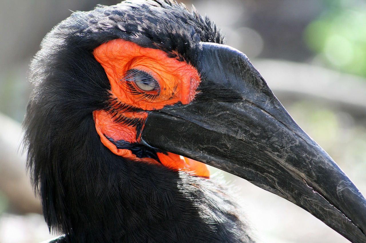 odkryj fascynujący świat ptaków dzięki birdlife. poznaj różnorodność gatunków, ich siedliska oraz znaczenie w ekosystemie. dołącz do nas w ochronie ptaków i ich naturalnych habitatów.