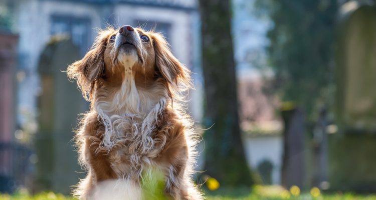 odkryj popularne rasy psów, poznaj ich cechy, temperament oraz idealne warunki do życia. dowiedz się, które rasy najlepiej pasują do twojego stylu życia i jak zadbać o ich potrzeby.