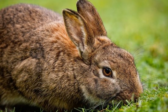 zidentyfikuj objawy chorób królików, aby zapewnić swojemu zwierzakowi odpowiednią opiekę. dowiedz się, na co zwracać uwagę, aby szybko reagować na ewentualne problemy zdrowotne.