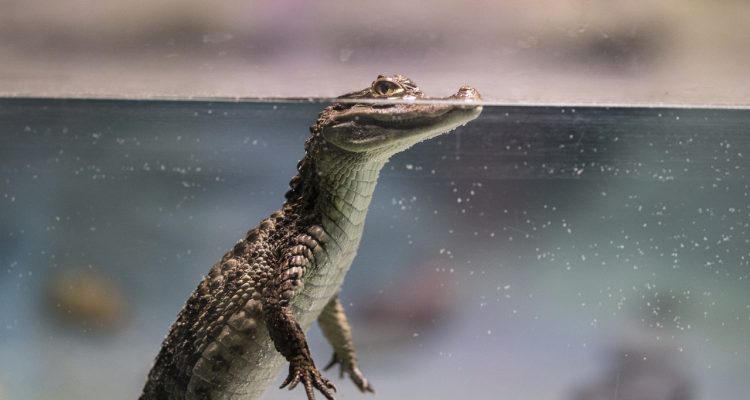 odkryj fascynujący świat gadów! dowiedz się więcej o ich różnorodności, środowisku życia oraz ciekawych faktach na temat tych niezwykłych zwierząt. zapraszamy do poznania reptilii!