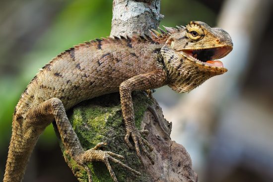 découvrez tout sur les iguanes, ces reptiles fascinants originaires des régions tropicales. apprenez-en davantage sur leur habitat, leur comportement et leurs besoins en matière de soins. explorez le monde des iguanes !