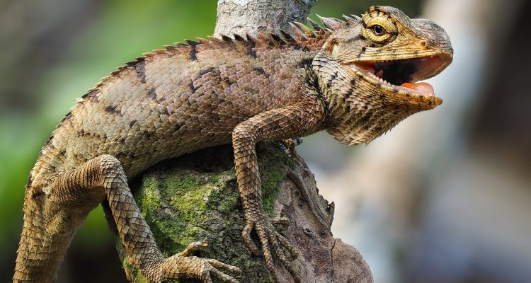 découvrez tout sur les iguanes, ces reptiles fascinants originaires des régions tropicales. apprenez-en davantage sur leur habitat, leur comportement et leurs besoins en matière de soins. explorez le monde des iguanes !
