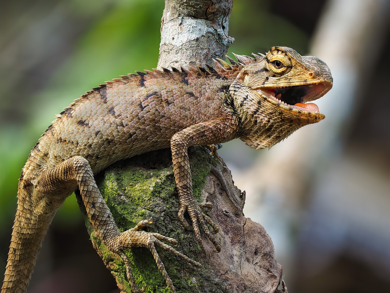 découvrez tout sur les iguanes, ces reptiles fascinants originaires des régions tropicales. apprenez-en davantage sur leur habitat, leur comportement et leurs besoins en matière de soins. explorez le monde des iguanes !
