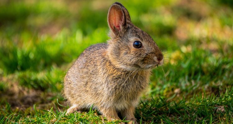 odkryj najlepsze rasy królików, które zapewnią ci wspaniałe towarzystwo i łatwą opiekę. dowiedz się, które odmiany są idealne dla początkujących hodowców i jakie cechy je wyróżniają.