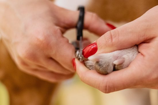 découvrez les dernières tendances en matière de toilettage pour animaux de compagnie en pologne. apprenez comment prendre soin de votre fidèle compagnon avec des styles innovants, des techniques de toilettage modernes et des conseils d'experts pour garder votre animal heureux et en bonne santé.