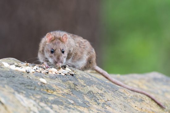 skuteczne metody kontroli gryzoni w twoim domu i ogrodzie. dowiedz się, jak pozbyć się szczurów i myszy, aby zapewnić sobie spokój i bezpieczeństwo.