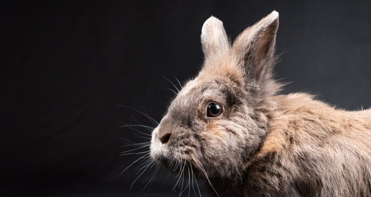 adoptez un lapin et offrez-lui un foyer aimant ! découvrez nos adorables lapins à adopter, prêts à devenir de fidèles compagnons. apprenez-en plus sur les soins et l'éducation des lapins pour assurer leur bien-être.