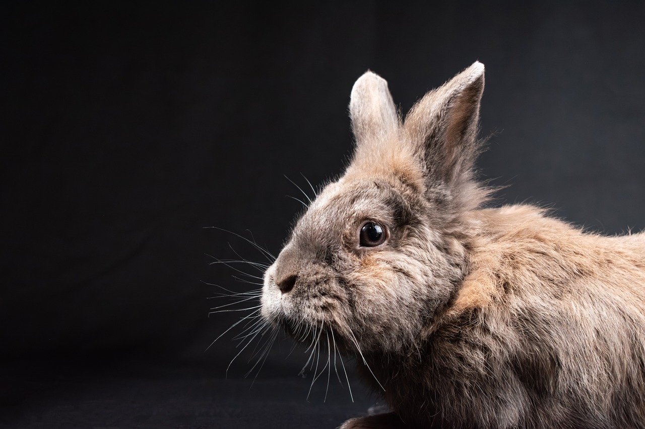 adoptez un lapin et offrez-lui un foyer aimant ! découvrez nos adorables lapins à adopter, prêts à devenir de fidèles compagnons. apprenez-en plus sur les soins et l'éducation des lapins pour assurer leur bien-être.
