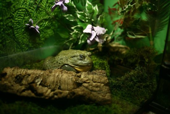 odkryj wszystkie tajniki pielęgnacji terrarium! dowiedz się, jak dbać o rośliny, utrzymywać odpowiednią wilgotność i zapewnić idealne warunki dla twoich małych ekosystemów. poznaj praktyczne porady dla miłośników terrarystyki!