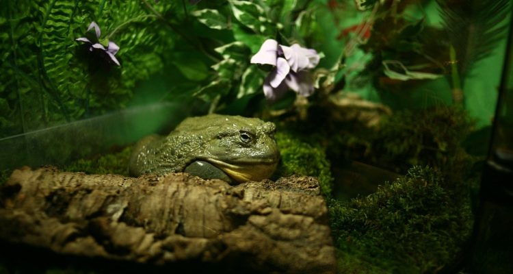 odkryj wszystkie tajniki pielęgnacji terrarium! dowiedz się, jak dbać o rośliny, utrzymywać odpowiednią wilgotność i zapewnić idealne warunki dla twoich małych ekosystemów. poznaj praktyczne porady dla miłośników terrarystyki!