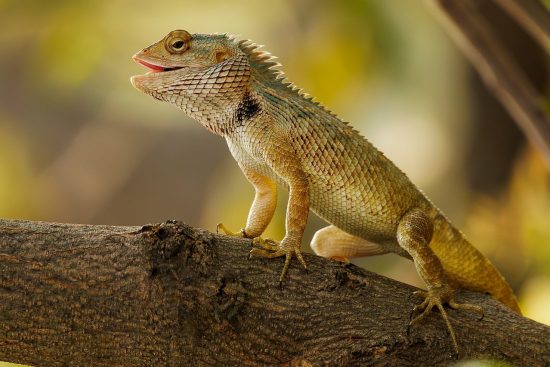 lizard to fascynujące gady, które występują w wielu kolorach i rozmiarach. odkryj ich niezwykłe zdolności przetrwania, różnorodne środowiska życia oraz unikalne cechy, które czynią je niezwykłymi stworzeniami w królestwie zwierząt.