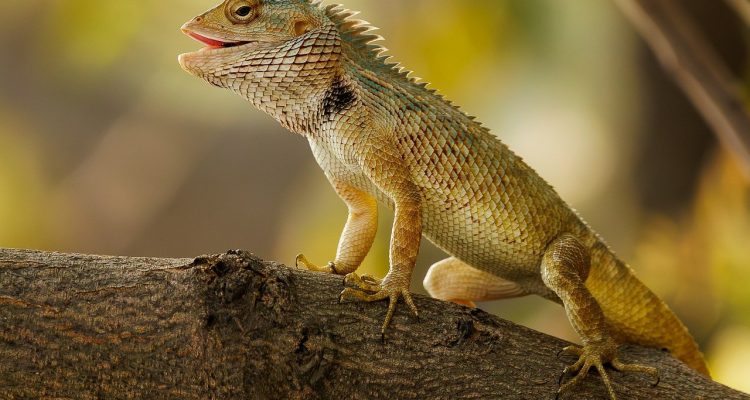lizard to fascynujące gady, które występują w wielu kolorach i rozmiarach. odkryj ich niezwykłe zdolności przetrwania, różnorodne środowiska życia oraz unikalne cechy, które czynią je niezwykłymi stworzeniami w królestwie zwierząt.