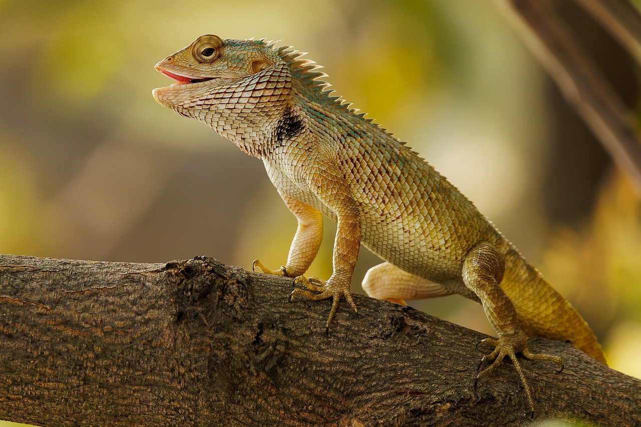lizard to fascynujące gady, które występują w wielu kolorach i rozmiarach. odkryj ich niezwykłe zdolności przetrwania, różnorodne środowiska życia oraz unikalne cechy, które czynią je niezwykłymi stworzeniami w królestwie zwierząt.