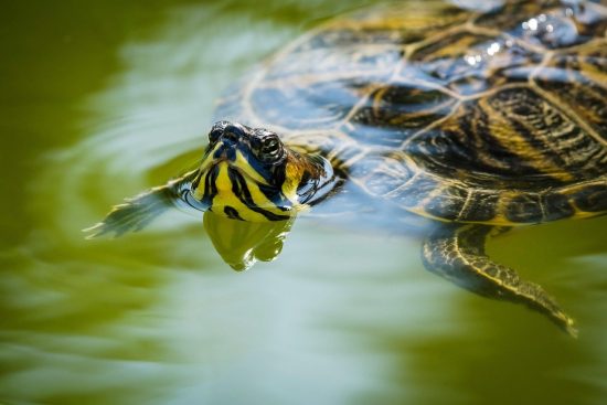 adoptez une tortue et offrez-lui un foyer aimant ! découvrez les différentes espèces de tortues disponibles à l'adoption et engagez-vous à préserver leur bien-être. un compagnon unique vous attend !