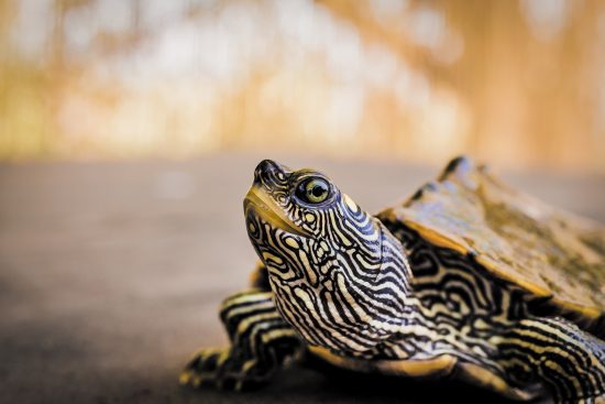 adoptez une tortue et offrez-lui un foyer aimant ! découvrez nos adorables tortues disponibles pour l'adoption et apprenez tout ce qu'il faut savoir pour prendre soin de votre nouvel ami. rejoignez notre communauté d'amoureux des tortues dès aujourd'hui !