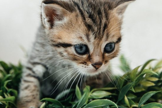 adopcja kotów: odkryj radość posiadania kota! dowiedz się, jak przynieść do swojego domu nowego przyjaciela, który wniesie miłość, radość i towarzystwo. przeczytaj nasze porady dotyczące adopcji, pielęgnacji i wychowania kotów.
