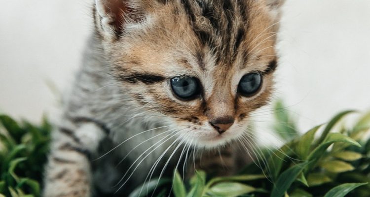 adopcja kotów: odkryj radość posiadania kota! dowiedz się, jak przynieść do swojego domu nowego przyjaciela, który wniesie miłość, radość i towarzystwo. przeczytaj nasze porady dotyczące adopcji, pielęgnacji i wychowania kotów.
